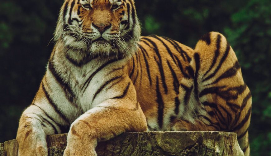 Jaipur – Bhangarh – Ranthambore  4 Nights 5 Days